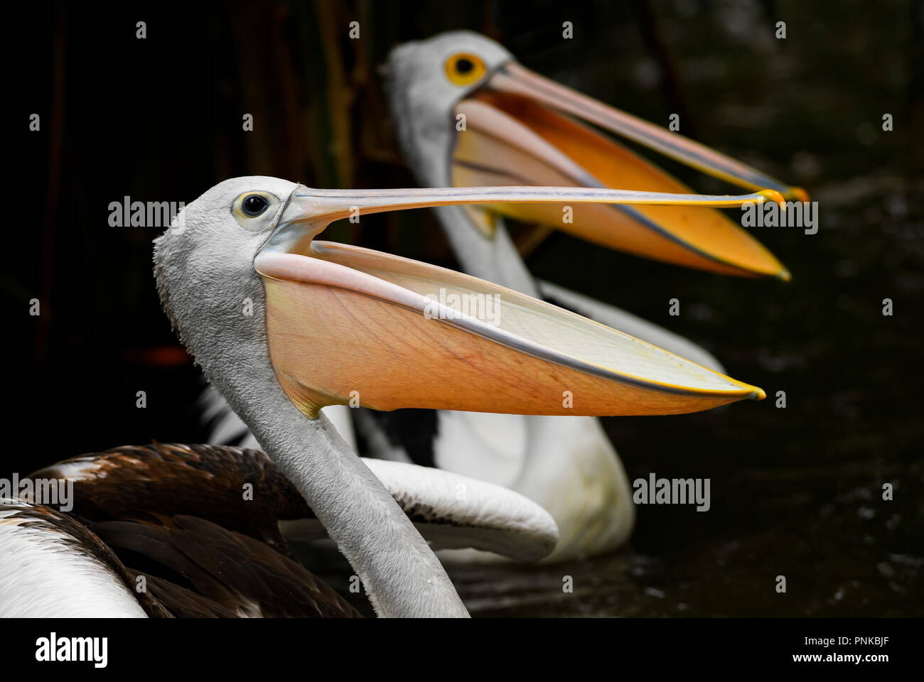 Australian Pelican - Pelecanus conspicillatus, beautiful large water bird from inland and coastal water of Australia and Indonesia. Stock Photo