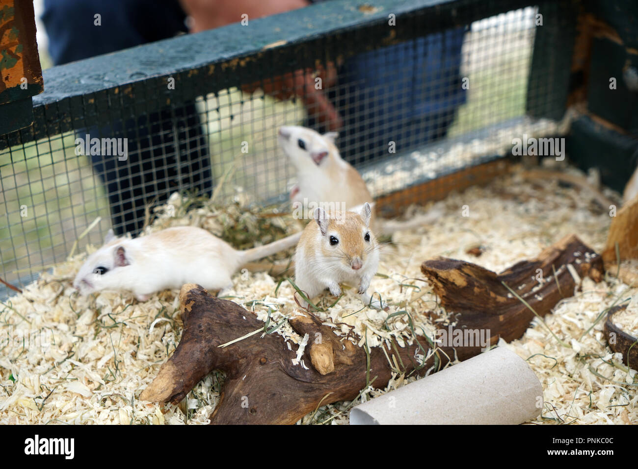 A little mouse that does not run away though she could Stock Photo - Alamy