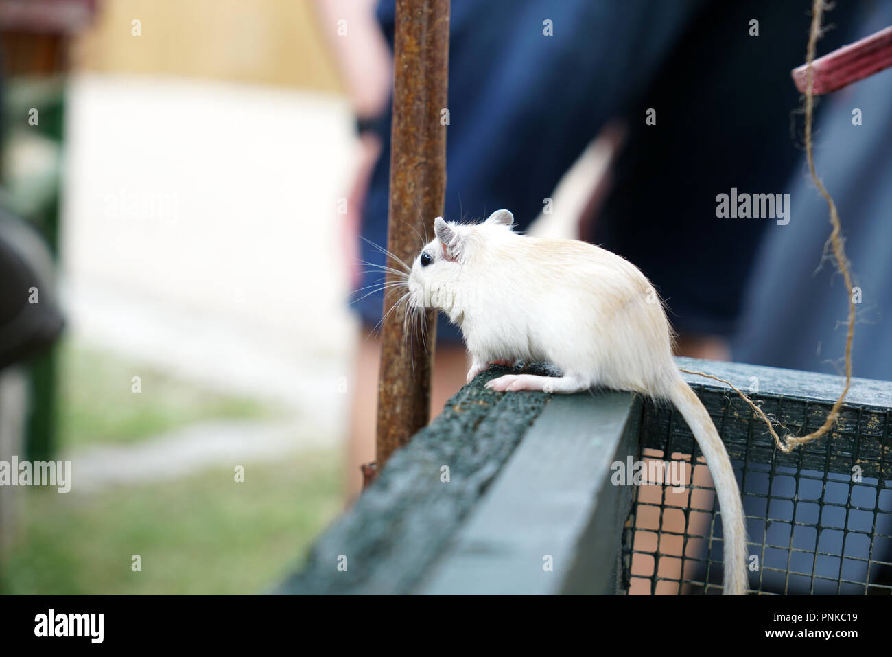 A little mouse that does not run away though she could Stock Photo - Alamy
