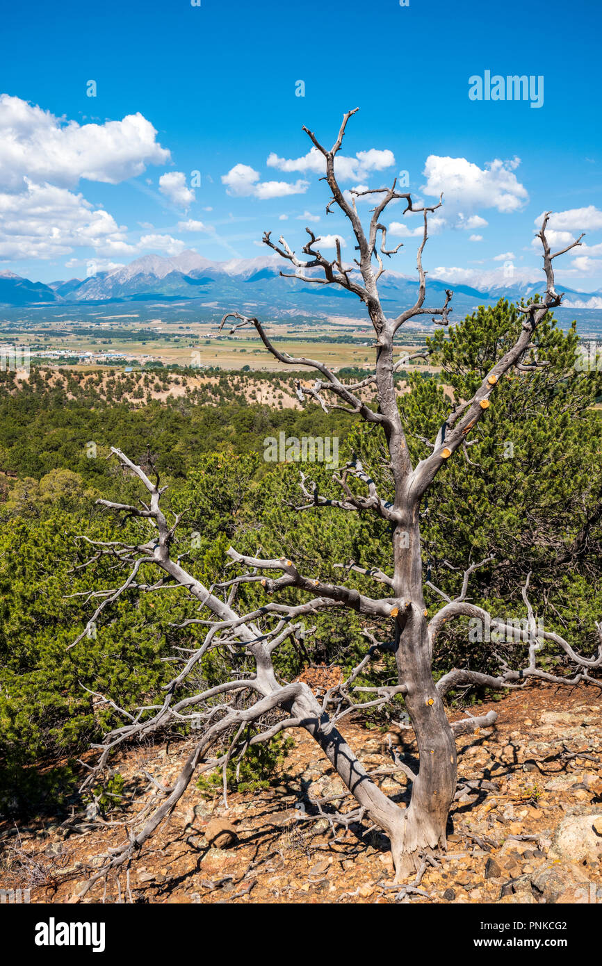 Dead Pinon Pine tree; Mt. Shavano; Collegiate Peaks; Rocky Mountains; central Colorado; USA; from the Spartan West Trail Stock Photo