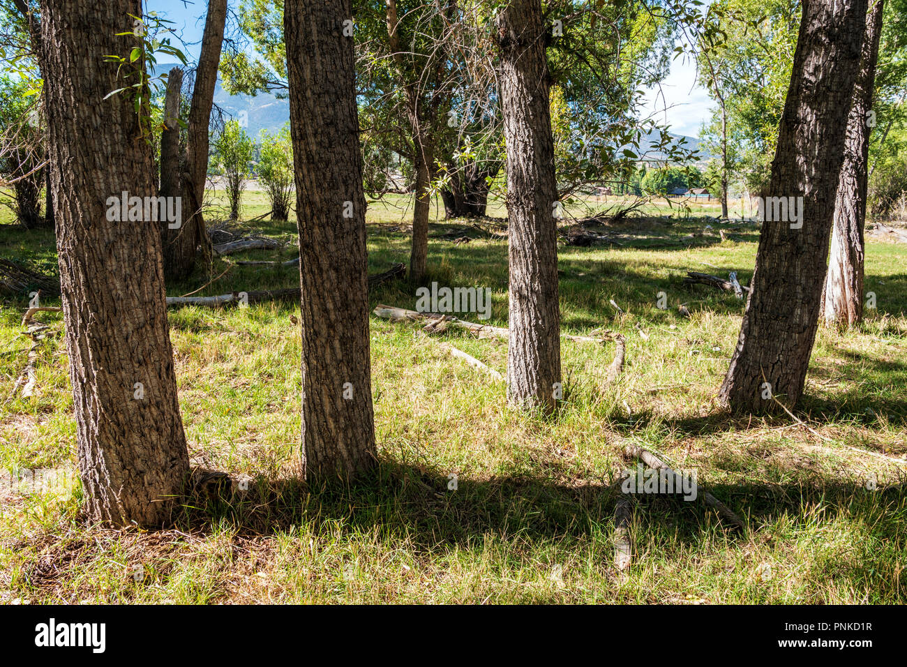 Cottonwood Trees (Populus deltoides); Vandaveer Ranch; Salida; Colorado; USA Stock Photo