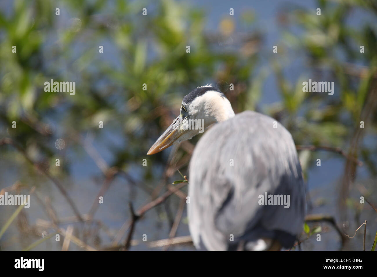 April 2016 - Detail of a Grey Heron hunting Florida Wildlife Stock Photo