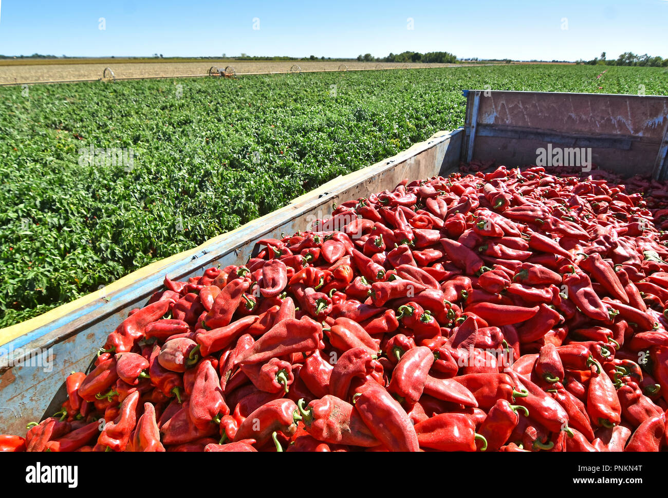 Farm Workers Harvesting Red Bell Pepper near town Zabalj in Serbia ...