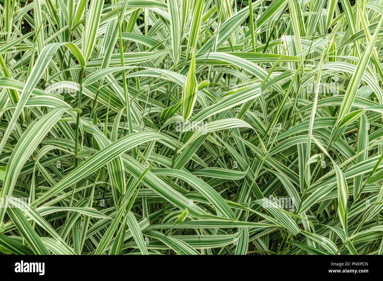 Phalaris arundinacea a variegated grass, sometimes known as reed canary grass. Stock Photo