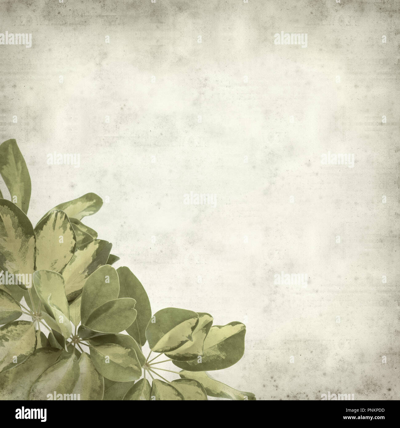 textured old paper background with variegated leaves of dwarf umbrella tree Stock Photo