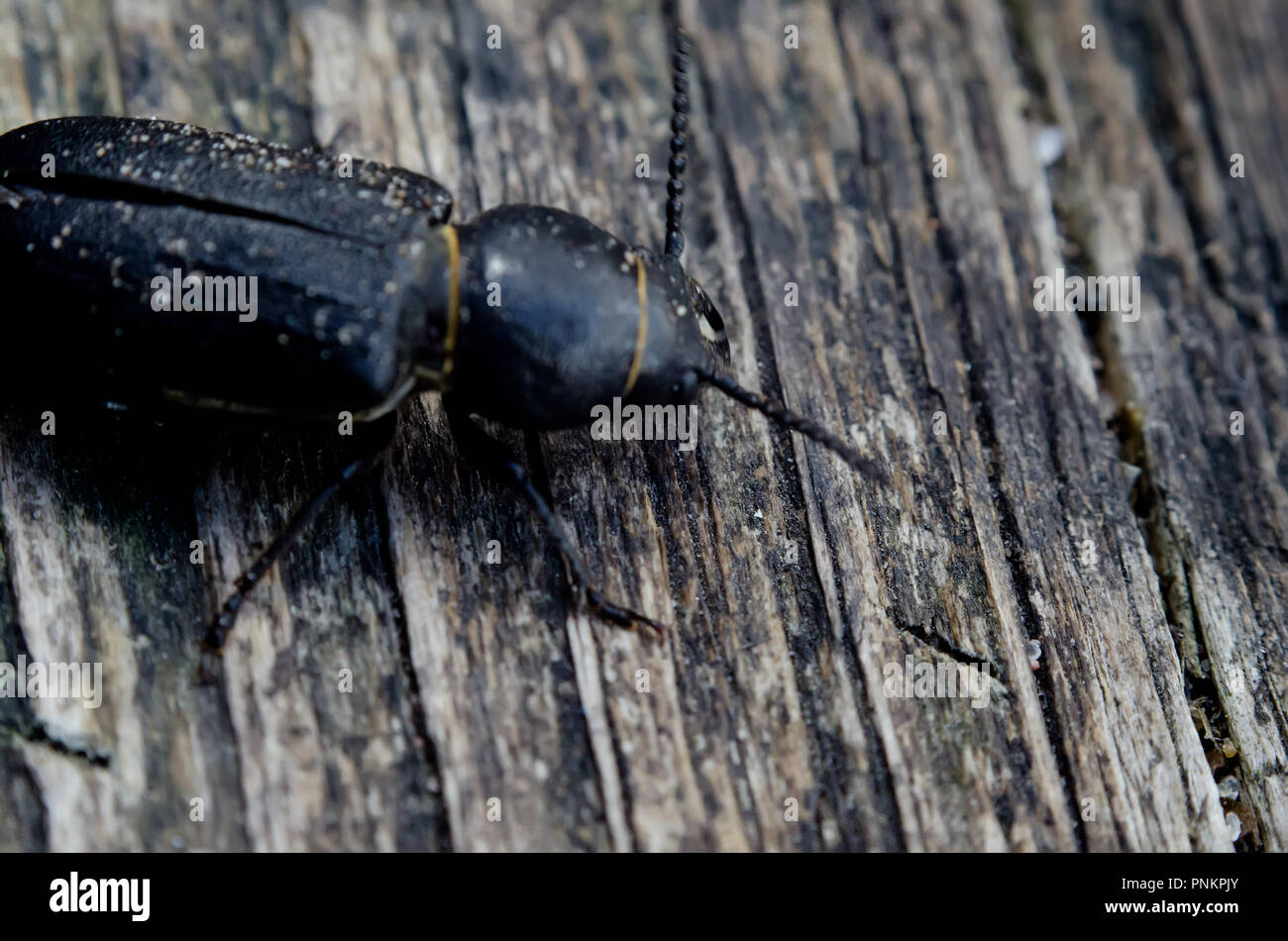 The Capricorn beetle on wooden surface. Serious threat to wood. Stock Photo