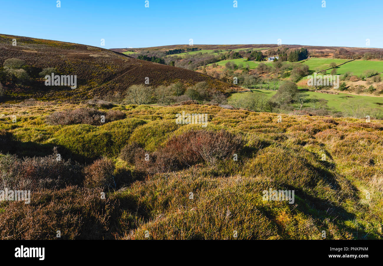 North York Moors National Park on a sunny morning with view of rolling landscape and heather, and trees near Westerdale, Yo Stock Photo