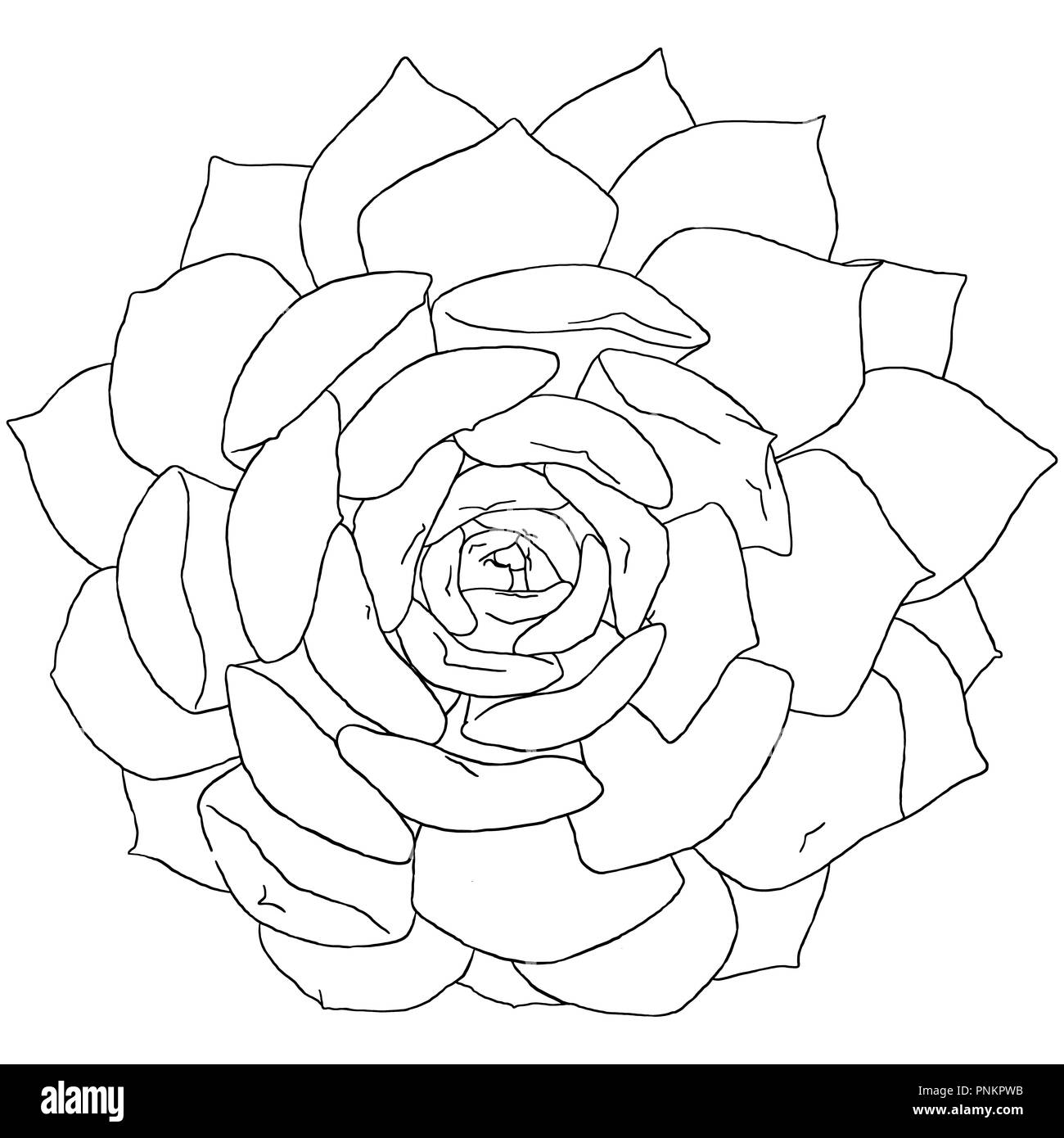 digital line drawing of Sempervivum on white background Stock Photo