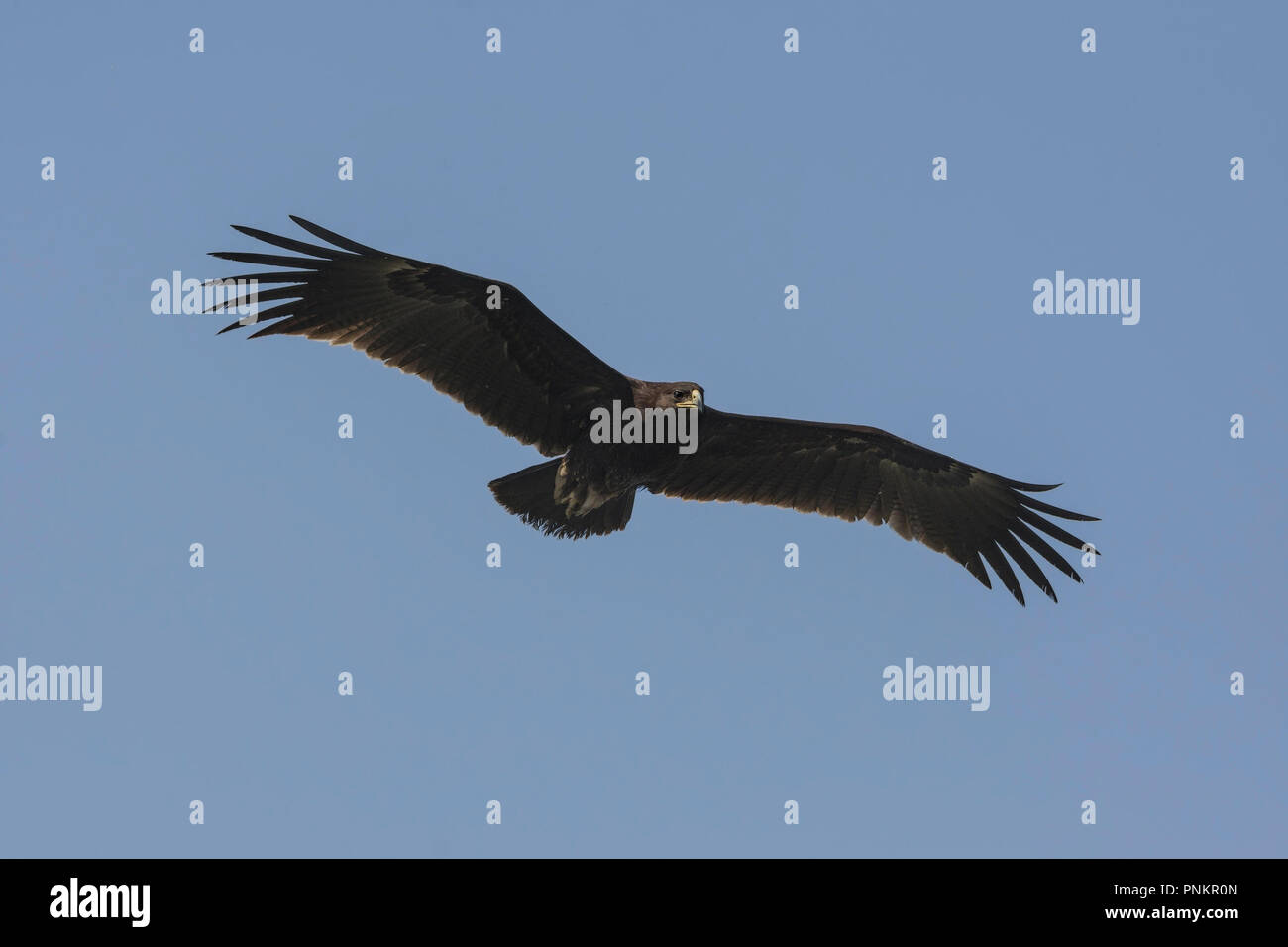 Greater Spotted Eagle (Clanga clanga) In Flight. Stock Photo