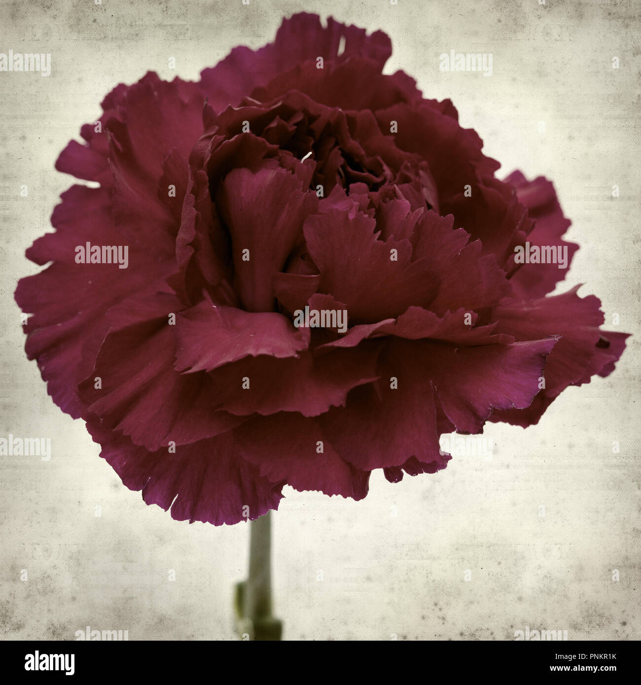 textured old paper background with carnation flower stock photo paper carnation flower
