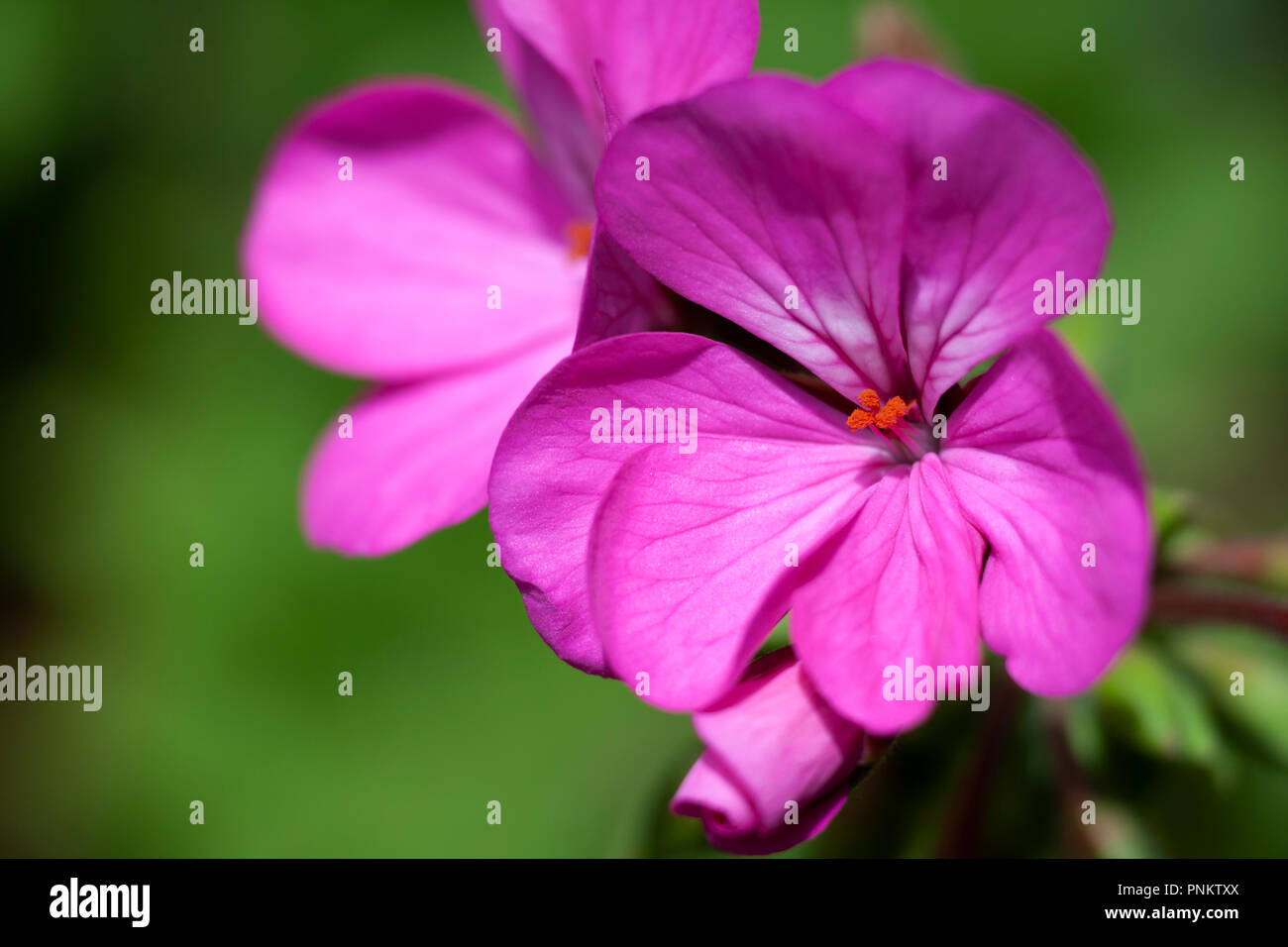 Close-up of a geranium floweragainst a background of green leaves Stock Photo