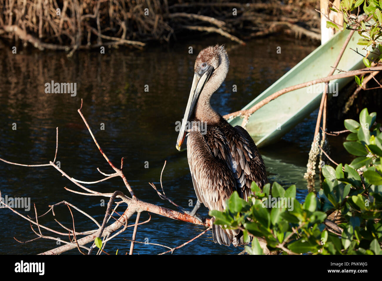 Brown Pelican perched in a mangrove in Long Point Park, Florida Stock Photo
