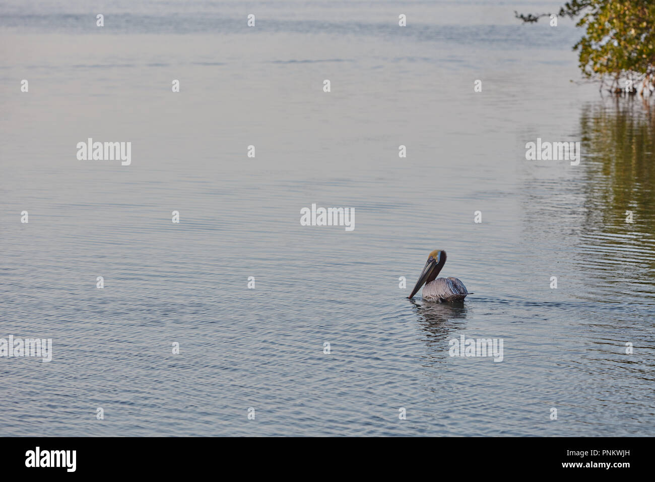 A lone Brown Pelican on Indian River near Melbourne Beach, Florida Stock Photo