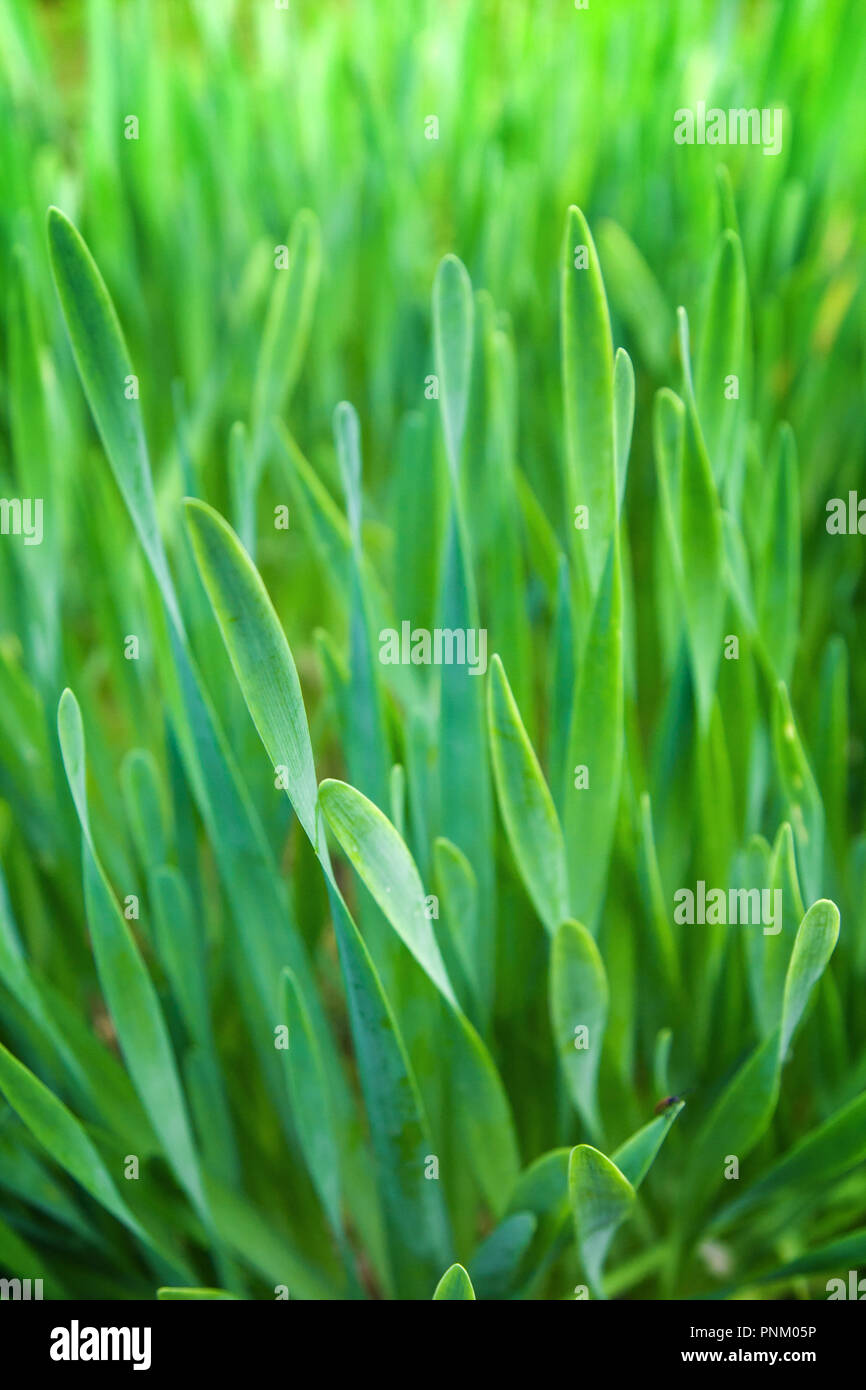Closeup summer fresh green grass hi-res stock photography and images ...