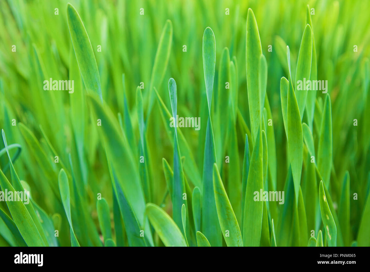 Closeup summer fresh green grass hi-res stock photography and images ...