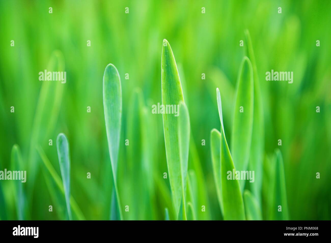 Closeup summer fresh green grass hi-res stock photography and images ...