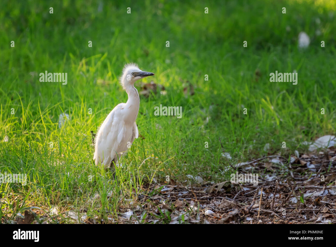 Juvenile Snowy Egret (Egretta thula). Stock Photo