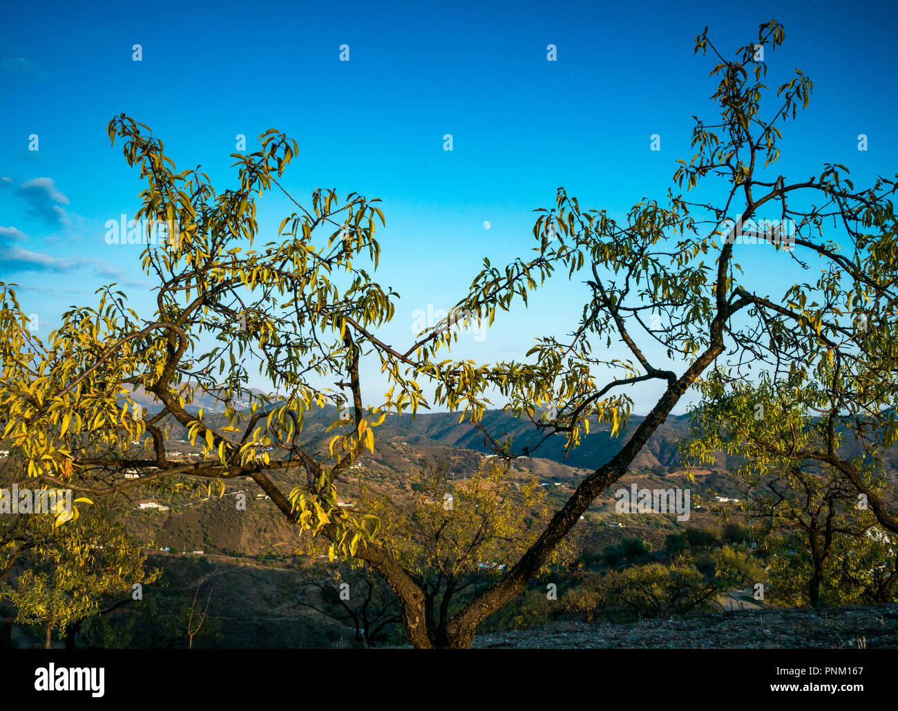 Hilltop almond tree, Prunus amygdalus, Prunus dulcis, framing waxing moon in dusk sky in evening light, Axarquia, Andalusia, Spain Stock Photo