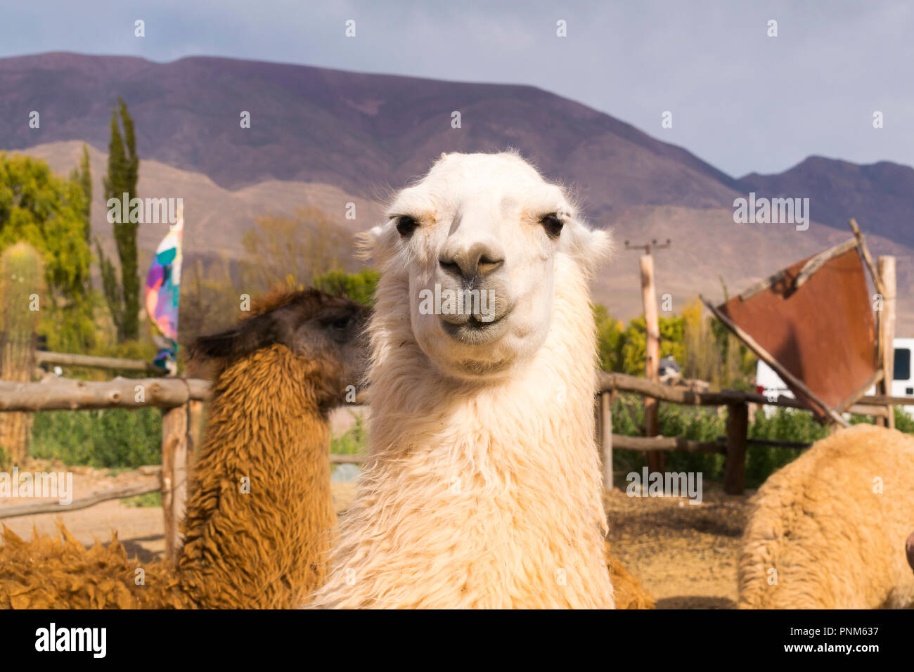 Llama (Lama glama) smiling Purmamarca, Jujuy, Argentina Stock Photo