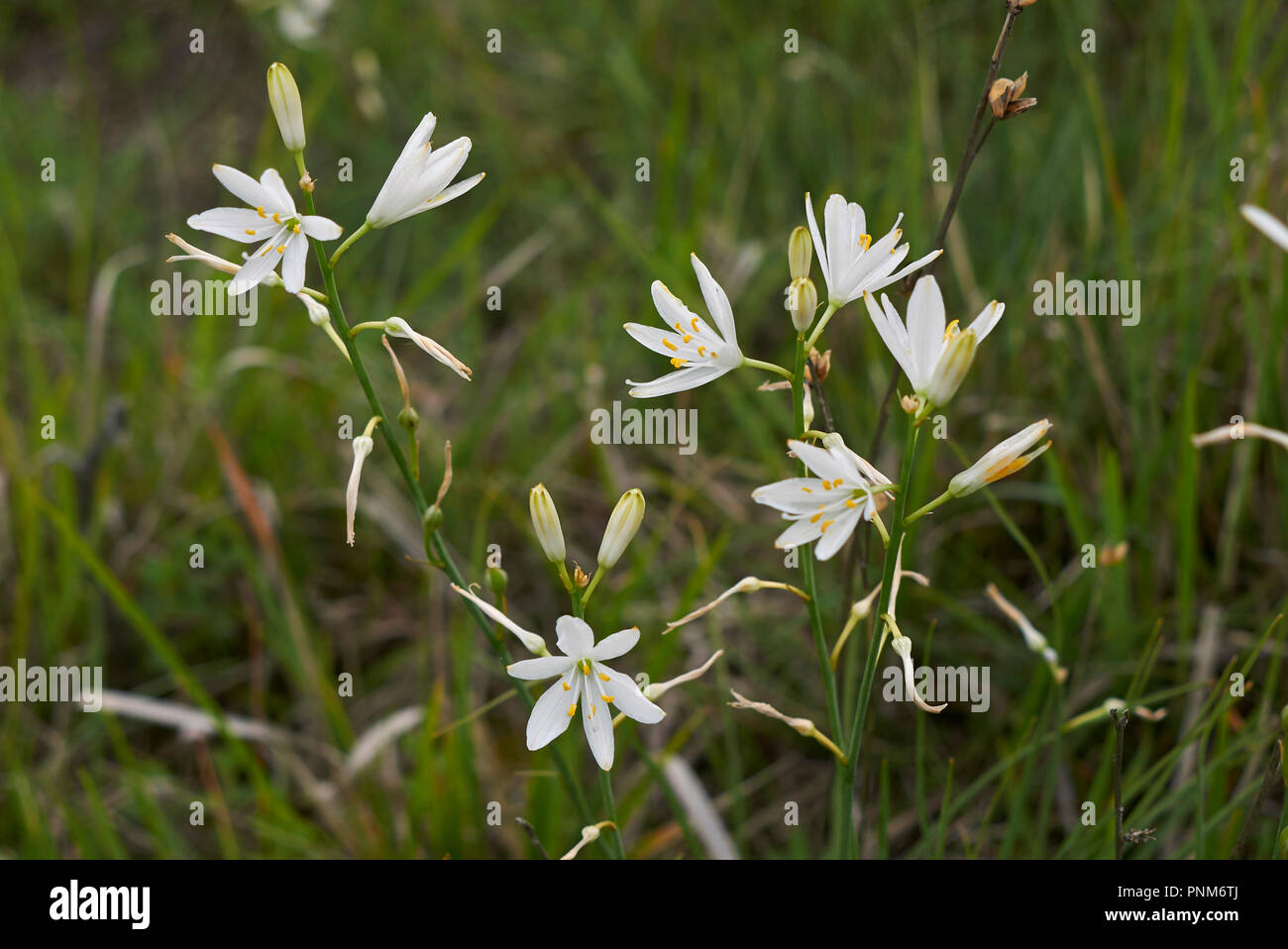 Anthericum liliago white blossom Stock Photo