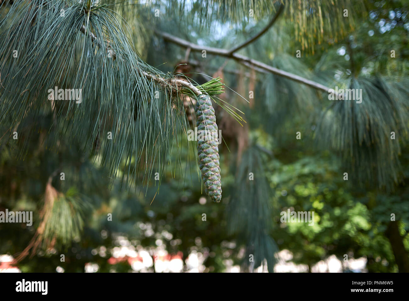 branch with cones of Pinus strobus Stock Photo