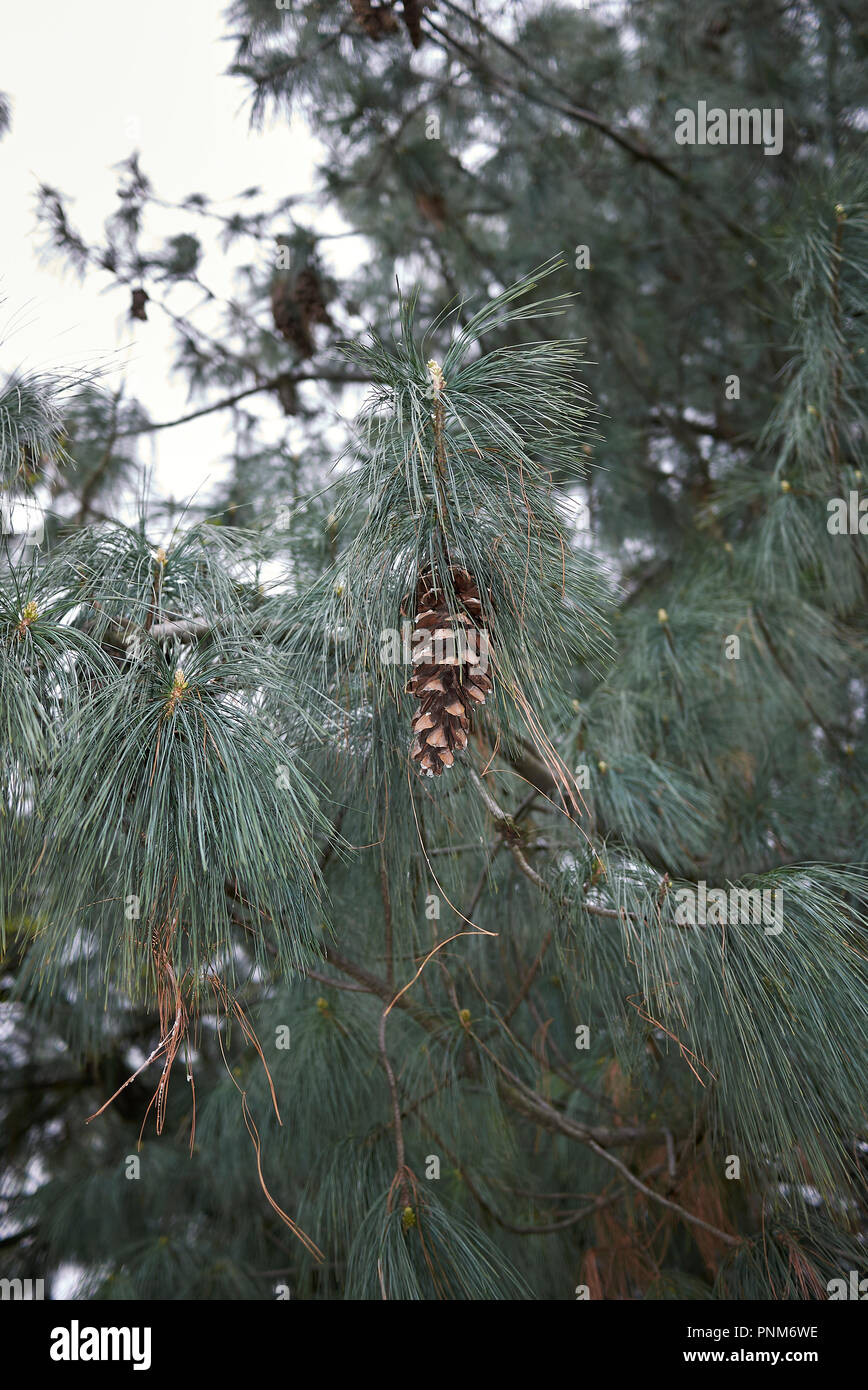 branch with cones of Pinus strobus tree Stock Photo