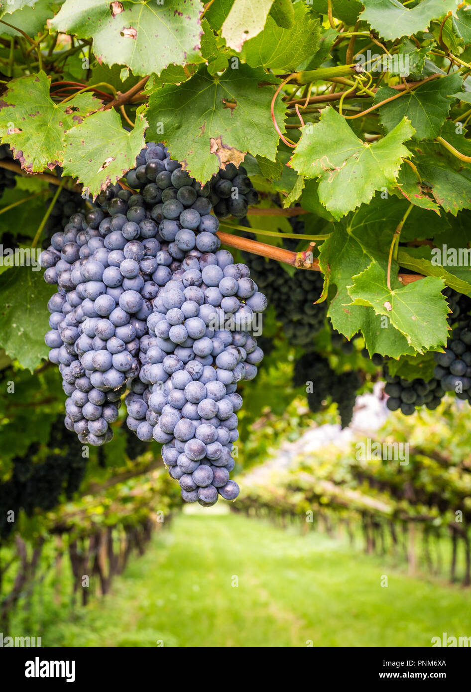 Cabernet Sauvignon grapes variety. Cabernet Sauvignon is one of the world's most widely recognized red wine grape varieties. South Tyrol- Italy Stock Photo