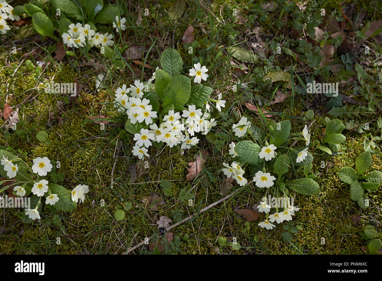 Primula vulgaris with yellow flowers Stock Photo