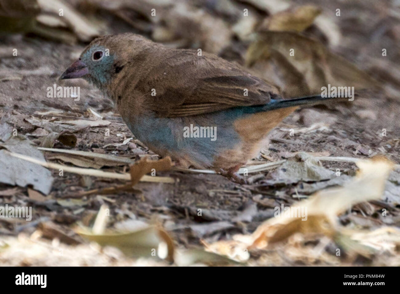 Female Red-cheeked cordon-bleu or red-cheeked cordonbleu (Uraeginthus bengalus) is a small passerine bird, Yeha Monastery. Ethiopia Stock Photo