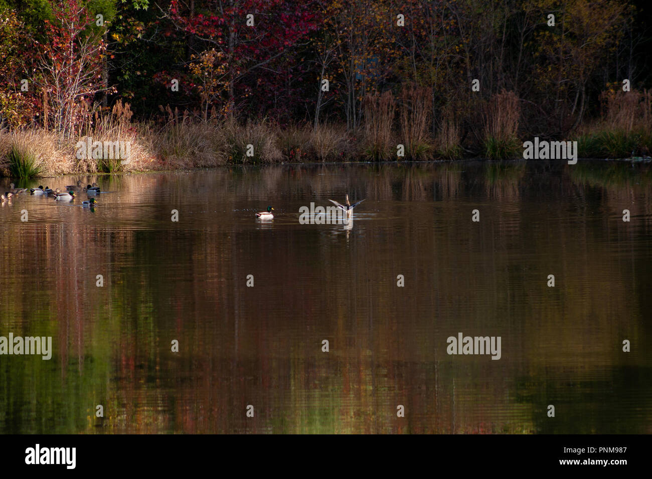reflection of trees in the lake Stock Photo - Alamy