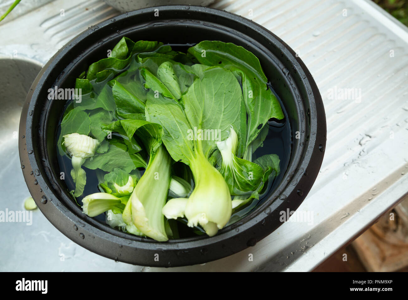 Baby bok choy, pak choi or pok choi (Brassica rapa subsp. chinensis), type of Chinese cabbage, vegetables fresh washed in metal bowl on sink Stock Photo