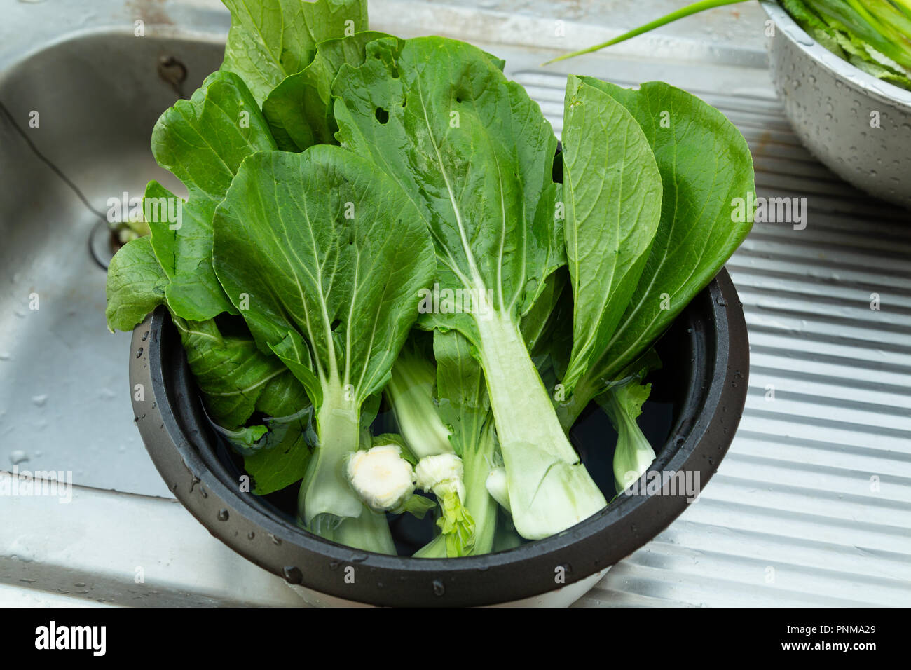 Baby bok choy, pak choi or pok choi (Brassica rapa subsp. chinensis), type of Chinese cabbage, vegetables fresh washed in metal bowl on sink Stock Photo