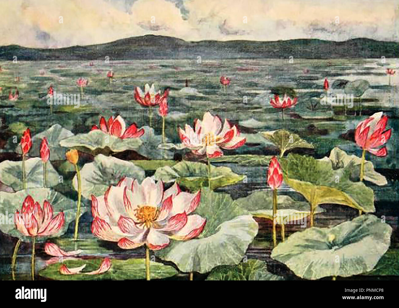 KOREA 1910 - A colour photograph of  The lotus pond in the Emperor's  palace  gardens (Huwon) Stock Photo