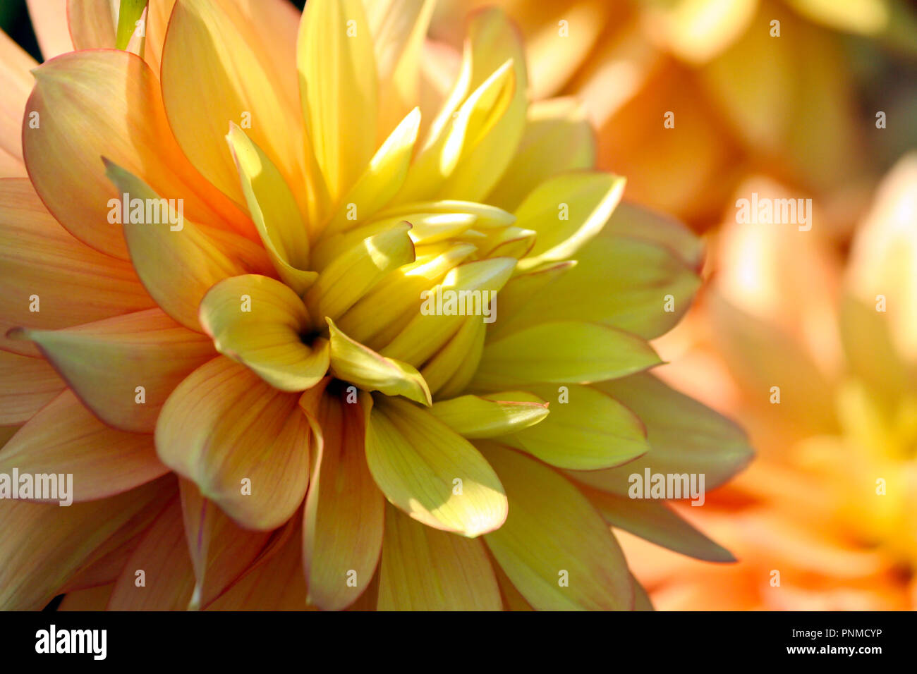 candlelight dahlia variety of chrysanthemum, one flower in close-up