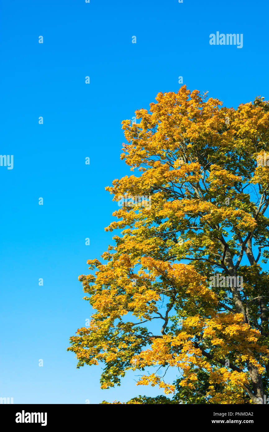 Crown of a tree with bright yellow leaves against the blue sky Stock ...