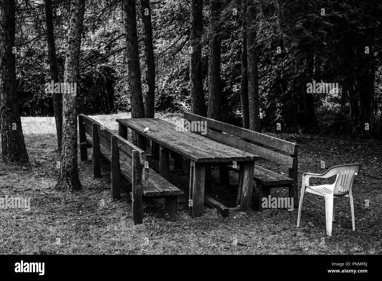 Enchanted forest landscape Black and White Stock Photos & Images - Alamy
