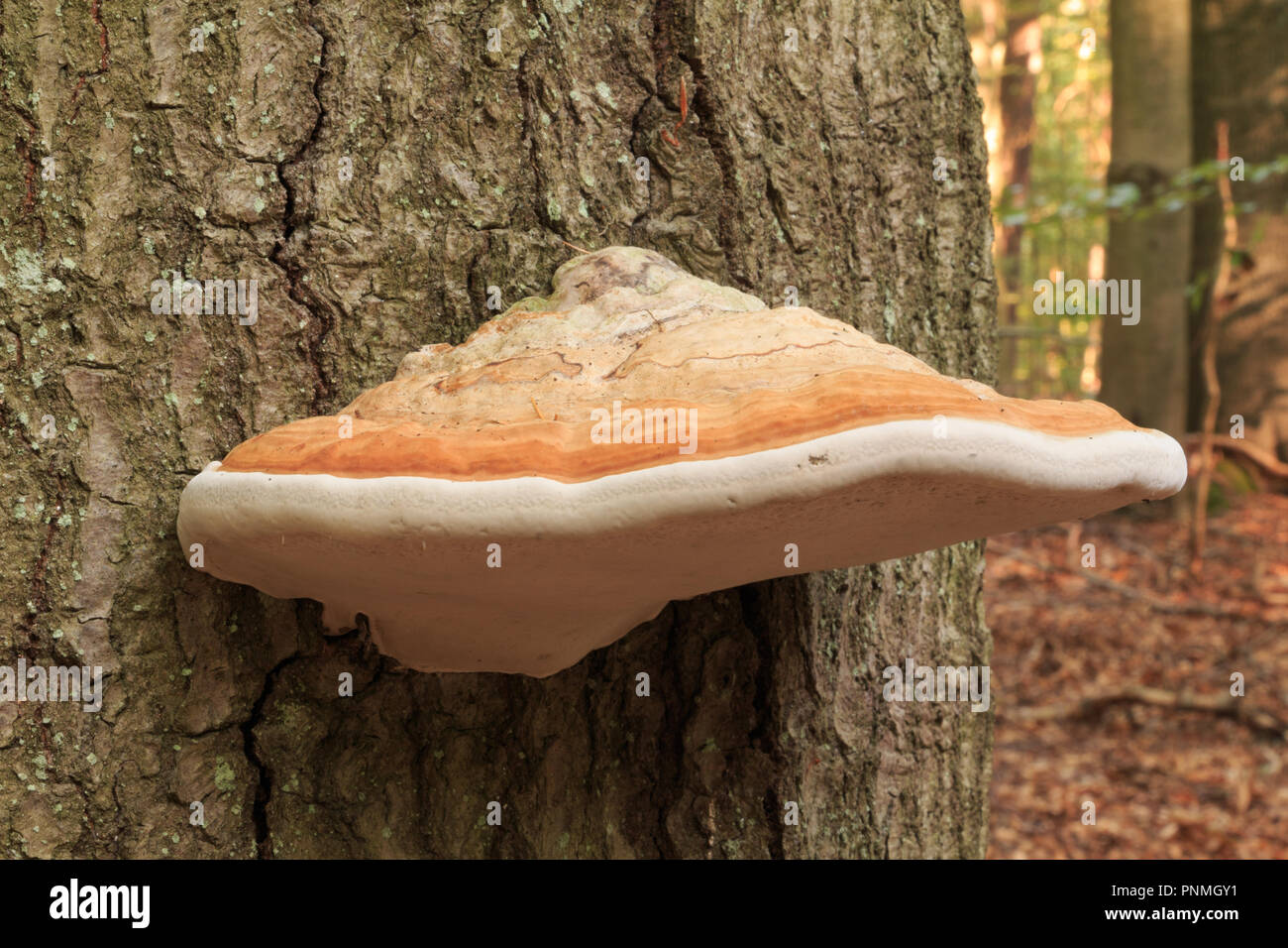 Mushroom gray fire sponge grows on a tree. The top is brown and the bottom of the mushroom is white. Stock Photo