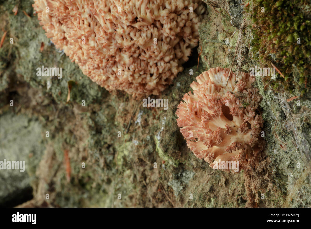 Mushroom pink coral grows on a wall. In the foreground a small mushroom in the background is a big mushroom. The ground is covered with moss. Stock Photo