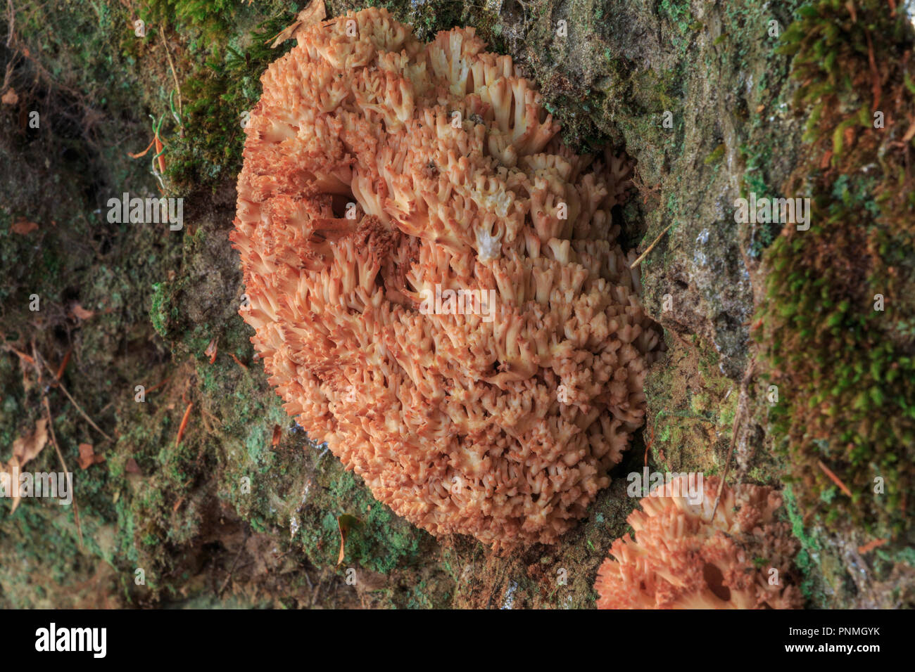 Mushroom pink coral grows on a mound wall. the wall is covered with little moss. (RAMARIA ROSEOLA) Stock Photo