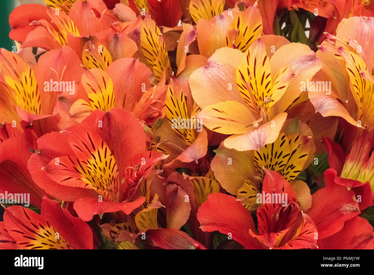 Peruvian lilies, lily of the Incas, Alstroemeria flowers, beautiful salmon and yellow petals Stock Photo