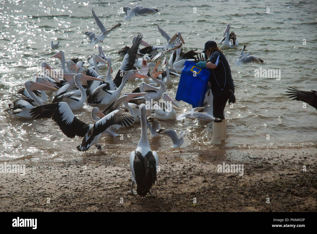Daily Pelican Feeding on the beach next to the pier, San Remo, Phillip