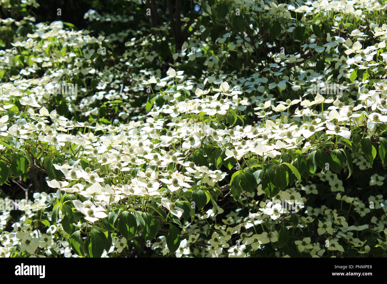 A Wonderberry Dogwood Tree covered in white flowers in the spring in
