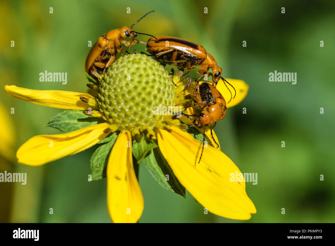 Bugs eating plants hi-res stock photography and images - Alamy