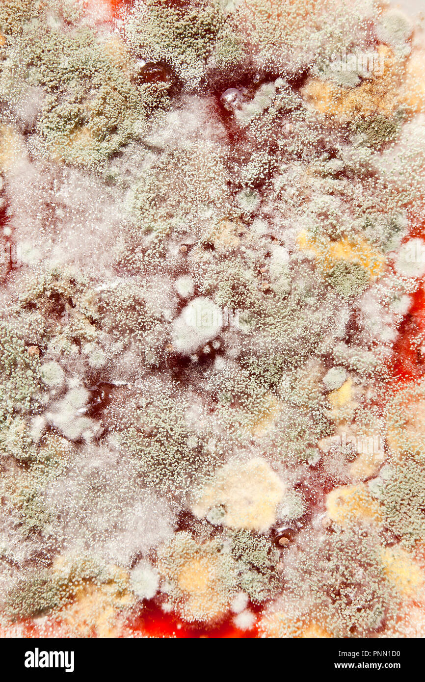 Mold growing on strawberry jam (moldy jam, mouldy jam, moldy food, mouldy food) close up macro - USA Stock Photo
