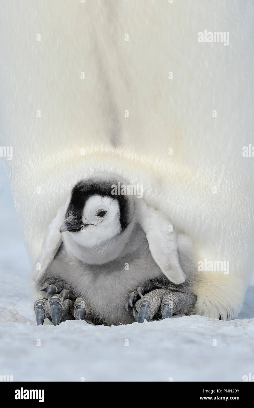 Emperor Penguins Aptenodytes Forsteri Adult Protecting Her Chick On Her Feet Snow Hill Island