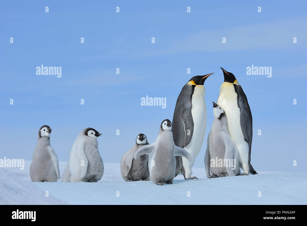 Emperor penguins, Aptenodytes forsteri, Pair with Chicks, Snow Hill Island, Antartic Peninsula, Antarctica Stock Photo