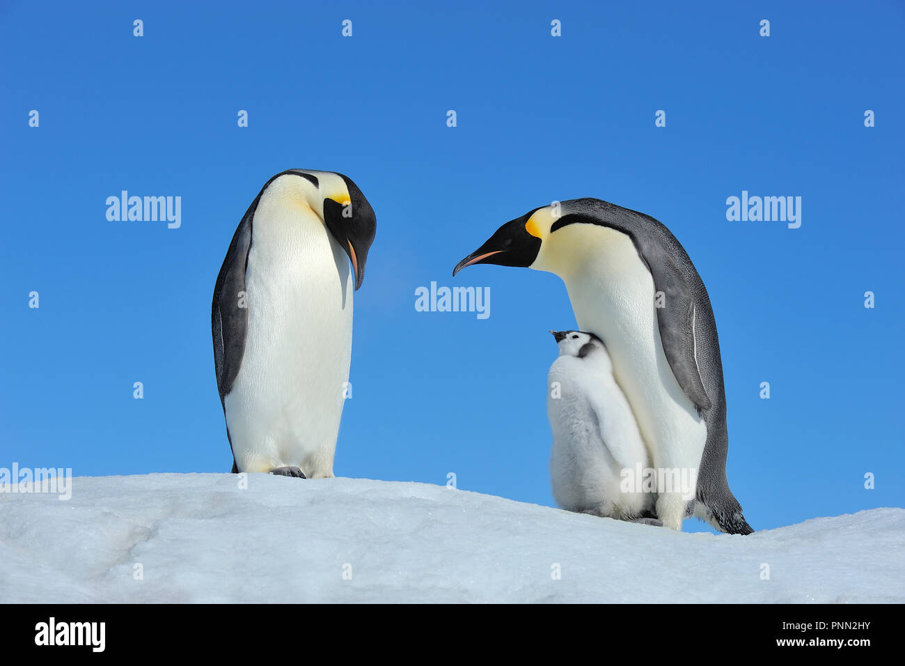 Pinguïn hi-res stock photography and images - Alamy, image size:1300x956