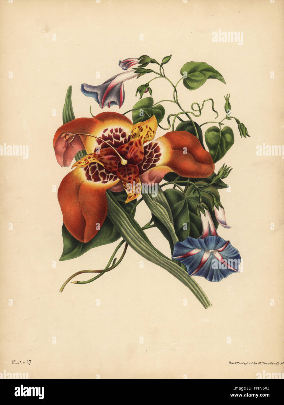 The Mexican Tiger-flower, Tigridia pavonia, Change; The blue major Convolvulus, Night. Handcoloured lithograph by Dean and Munday after an illustration by Eliza Eve Gleadall from The Beauties of Flora, with botanic and poetic illustrations, being a selection of flowers drawn from nature arranged emblematically, Heath Hall, Wakefield, 1834. Stock Photo