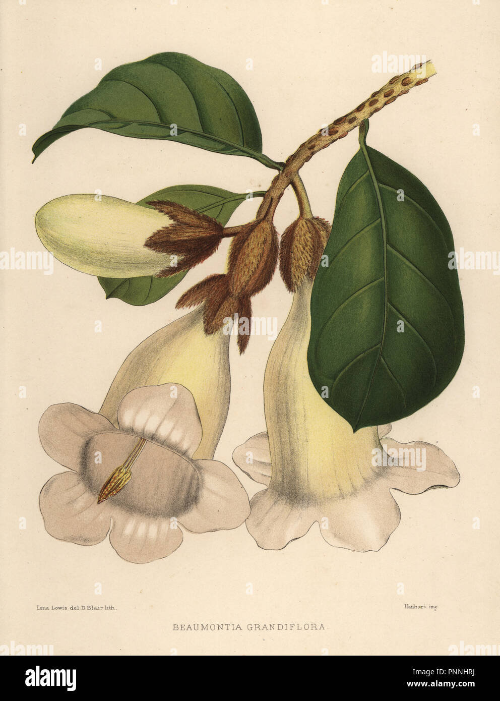Nepal trumpet flower or herald's trumpet, Beaumontia grandiflora. Handcoloured lithograph by D. Blair after an illustration by Lena Lowis from her Familiar Indian Flowers with Coloured Plates, L. Reeve, London, 1878. Lena Lowis, formerly Selena Caroline Shakespear (1845-1919), was a British woman artist who traveled to India with her husband Lt.-Col. Ninian Lowis. Stock Photo