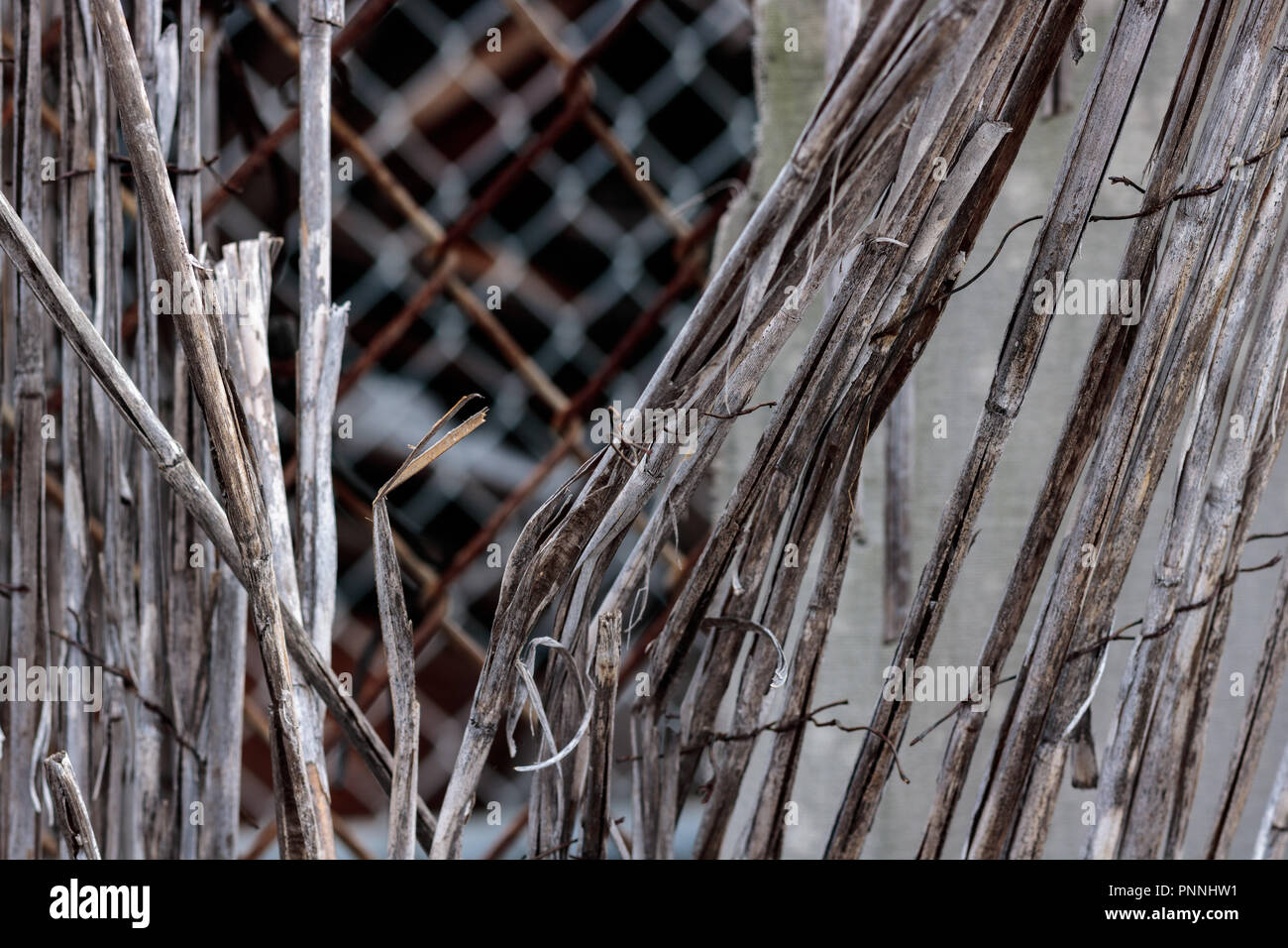 Vintage bamboo rattan close-up of a dilapidated retro worn fence held ...